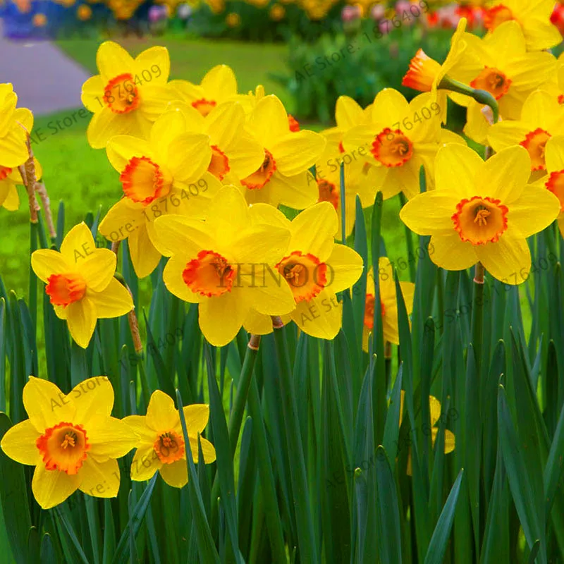 Hot Sale!100pcs Bonsai Narcissus flores,daffodil flower plantas Absorption Radiation aquatic plants double petals Narcissus gard
Hot Sale!100pcs Bonsai Narcissus flores,daffodil flower plantas Absorption Radiation aquatic plants double petals Narcissus gard