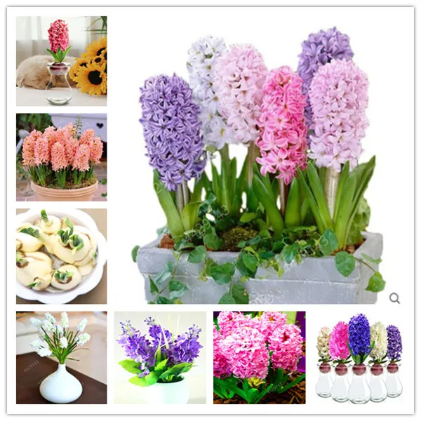 100pcs Hyacinth Bonsai Perennial Hyacinth potted plant Indoor Plant Easy Grow In Pots Bonsai plant flower for home garden
100pcs Hyacinth Bonsai Perennial Hyacinth potted plant Indoor Plant Easy Grow In Pots Bonsai plant flower for home garden