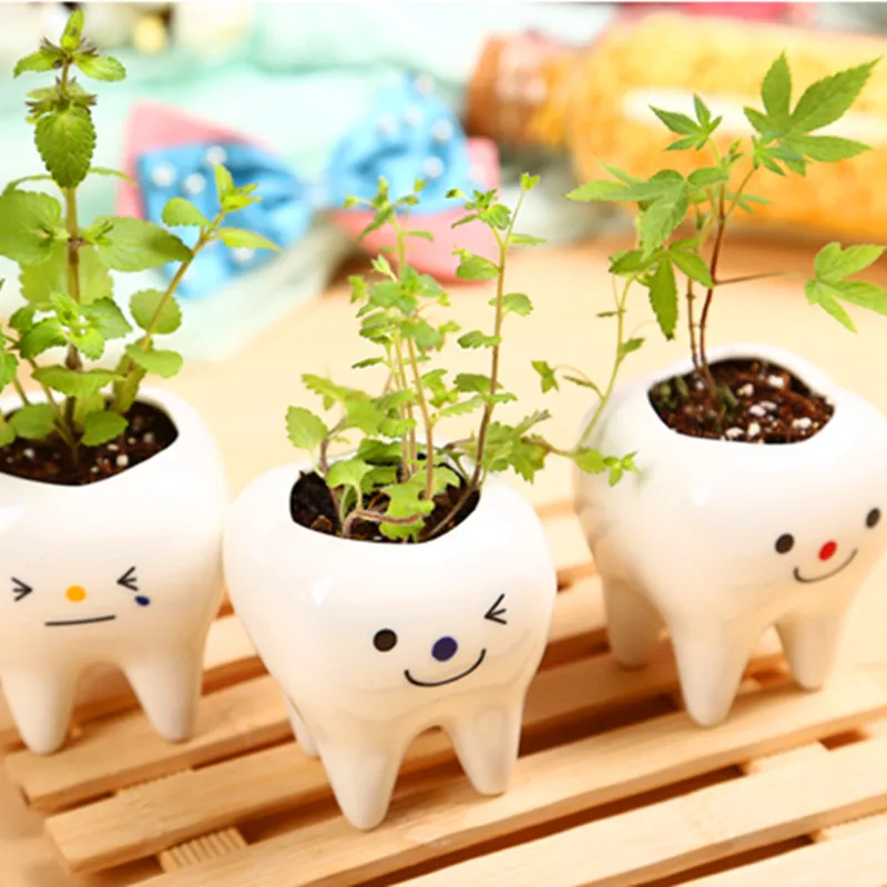 Creative DIY Mini Green Plants Bonsai with Ceramic Tooth Shaped Plants Pot Vanilla Seeds for Desktop Decor Mini Succulent Pot
Creative DIY Mini Green Plants Bonsai with Ceramic Tooth Shaped Plants Pot Vanilla Seeds for Desktop Decor Mini Succulent Pot