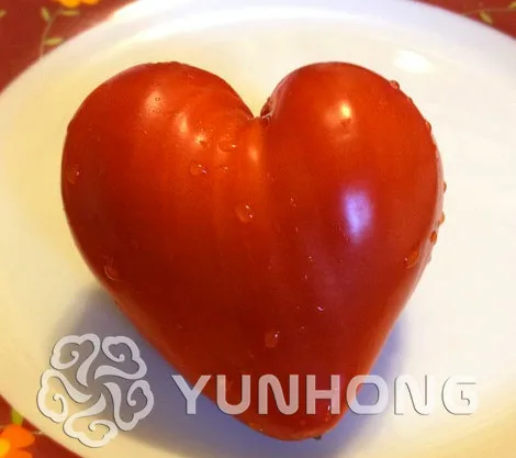 100PCS Big Zapotec Rare " Heart-Shaped " Tomato Bonsai, rare Mexican heirloom Bonsai, sweet flavor, drought tolerant
100PCS Big Zapotec Rare " Heart-Shaped " Tomato Bonsai, rare Mexican heirloom Bonsai, sweet flavor, drought tolerant