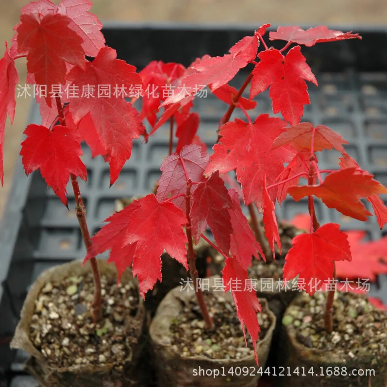 Image tree seeds Maple seeds imported authentic American autumn flame red maple seed  real shot 200g   Pack