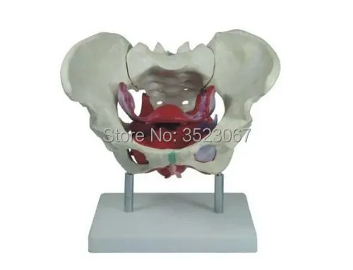 Human anatomy skeleton mannequin torso Female Pelvic Muscles Orgal Heart skull brain skull model in trauma nursing manikin train
Human anatomy skeleton mannequin torso Female Pelvic Muscles Orgal Heart skull brain skull model in trauma nursing manikin train