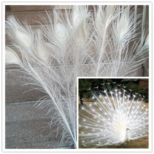 Free shipping 50PCS white natural peacock feather eye 30-32/75-80cm DIY jewelry decoration /Christmas / Halloween Decoration
Free shipping 50PCS white natural peacock feather eye 30-32/75-80cm DIY jewelry decoration /Christmas / Halloween Decoration