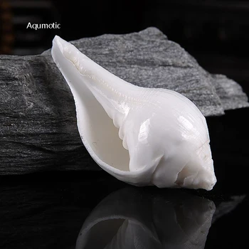 Aqumotic Natural White Conch Case 1pc Buddhism Artifact White Conch Shell Sea Like Horn Rare Holder Forgun
Aqumotic Natural White Conch Case 1pc Buddhism Artifact White Conch Shell Sea Like Horn Rare Holder Forgun