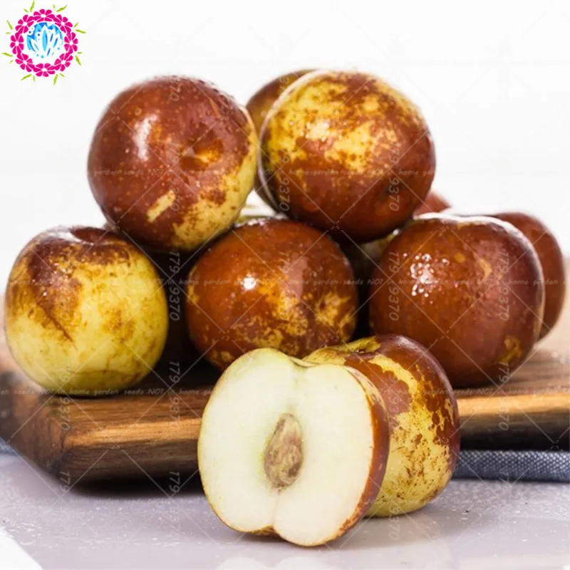 10pcs/bag bonsai chinese winter jujube tree plants Ziziphus jujuba sweet fruit for home garden bonsai fruit tree planting
10pcs/bag bonsai chinese winter jujube tree plants Ziziphus jujuba sweet fruit for home garden bonsai fruit tree planting