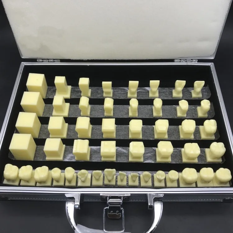 Oral Care Science Student Practicing Teething Model 2.5X Dental Carving Teeth Demonstrating Model Abrasive Tool Teaching Model
Oral Care Science Student Practicing Teething Model 2.5X Dental Carving Teeth Demonstrating Model Abrasive Tool Teaching Model