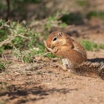African Ground Squirrel Wildlife Kenya Poster Print by Joe & Mary Ann McDonald (34 x 23)