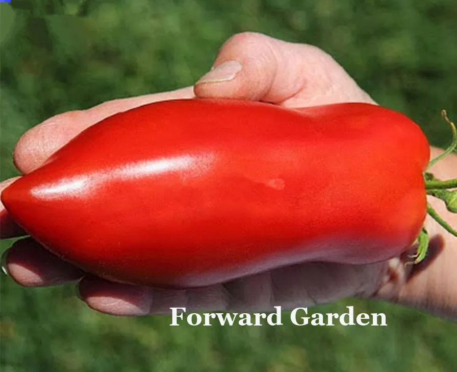 1000 Pcs India Long Tomato Bonsai Non-Gmo Heirloom Fruit Vegetable Plant Natural Growth, Balcony & Yard Bonsai Plant Can Edible
1000 Pcs India Long Tomato Bonsai Non-Gmo Heirloom Fruit Vegetable Plant Natural Growth, Balcony & Yard Bonsai Plant Can Edible