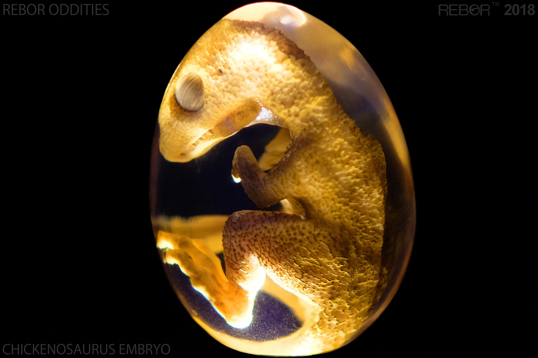 REBOR 13CM DNA Reinventing The CHIKENOSAURUS EMBRYO Deluxe Pack Collector's Edition Dinosaur Figure
REBOR 13CM DNA Reinventing The CHIKENOSAURUS EMBRYO Deluxe Pack Collector's Edition Dinosaur Figure