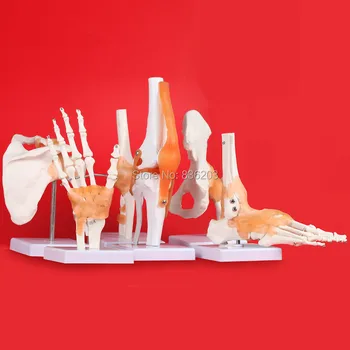 Human anatomy skeleton Life Size set of 6 Joints Anatomical Model Heart skull brain skull model in trauma nursing manikin train
Human anatomy skeleton Life Size set of 6 Joints Anatomical Model Heart skull brain skull model in trauma nursing manikin train
