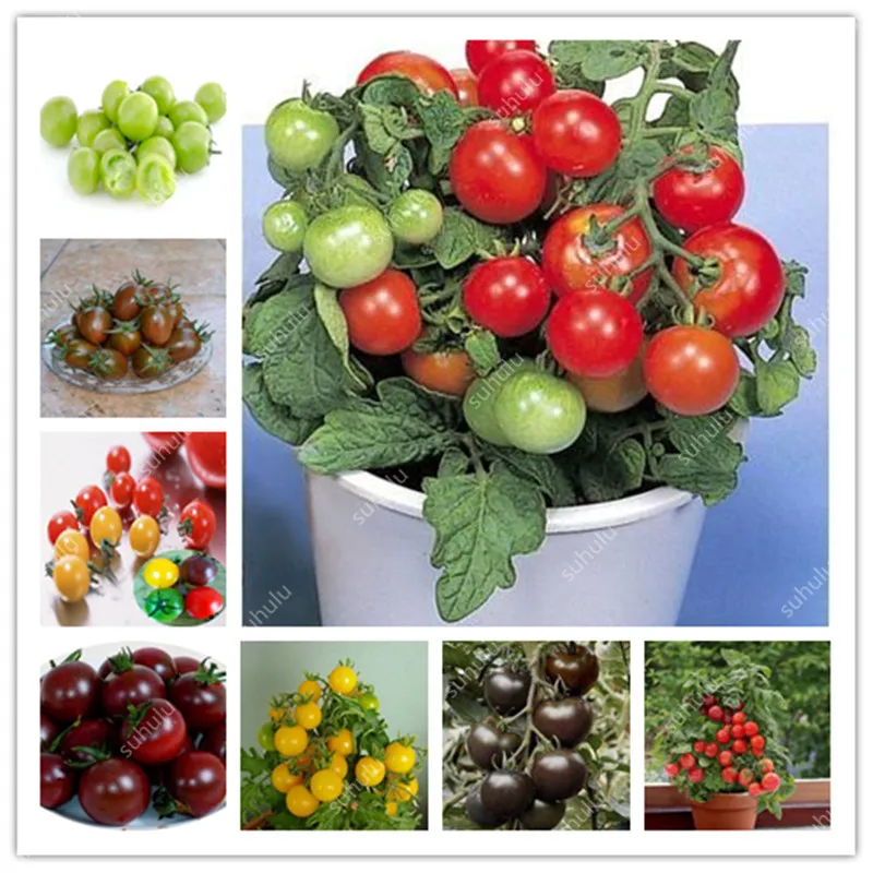 Hot Sale! 50 Pcs Rare Mini Cherry Tomato Plant, Balcony Sweet Fruits Vegetables Potted Bonsai, Home Garden Succulent Seedsplants
Hot Sale! 50 Pcs Rare Mini Cherry Tomato Plant, Balcony Sweet Fruits Vegetables Potted Bonsai, Home Garden Succulent Seedsplants