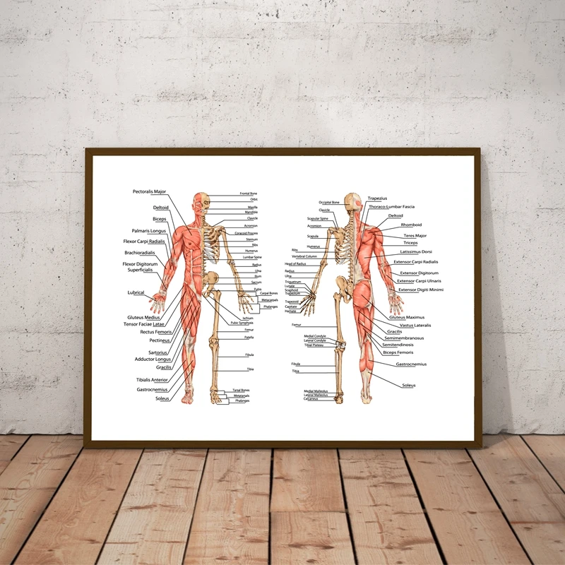 Human Anatomy Skeleton Prints Doctor Office Wall Art Poster Decor Human Bony and Muscular System Didactic Board Canvas Painting
Human Anatomy Skeleton Prints Doctor Office Wall Art Poster Decor Human Bony and Muscular System Didactic Board Canvas Painting