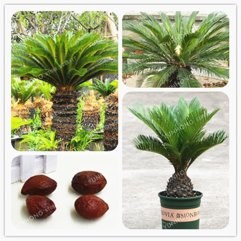 1 Pcs/Bag Potted Cycas Bonsai Home Garden Plant Cycas revoluta plant Popular landscape Plant Easy To Grow
1 Pcs/Bag Potted Cycas Bonsai Home Garden Plant Cycas revoluta plant Popular landscape Plant Easy To Grow