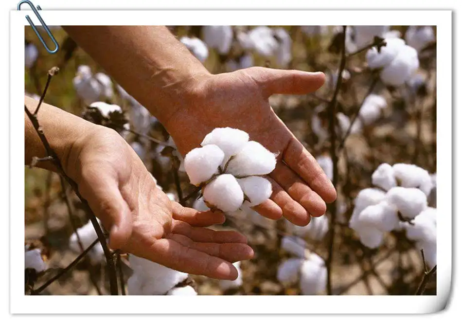 cotton