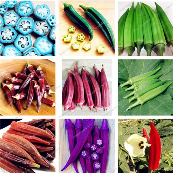 200 pcs Rare Okra Bonsai Green Healthy Vegetable Delicious DIY Home Garden Bonsai Plants organic vegetable plants Free Shipping
200 pcs Rare Okra Bonsai Green Healthy Vegetable Delicious DIY Home Garden Bonsai Plants organic vegetable plants Free Shipping