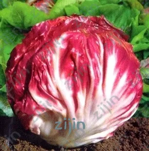 Red cabbage chicory bonsai selling health vegetable bonsais 100pcs plants for home garden
Red cabbage chicory bonsai selling health vegetable bonsais 100pcs plants for home garden