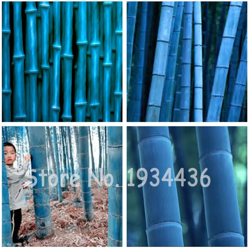 50 Pcs Fresh Giant Moso Bamboo Bonsai Blue Bambu Bambusoideae Diy Home Garden Plant 95% Budding Rate Family Leaf Foliage Plant
50 Pcs Fresh Giant Moso Bamboo Bonsai Blue Bambu Bambusoideae Diy Home Garden Plant 95% Budding Rate Family Leaf Foliage Plant
