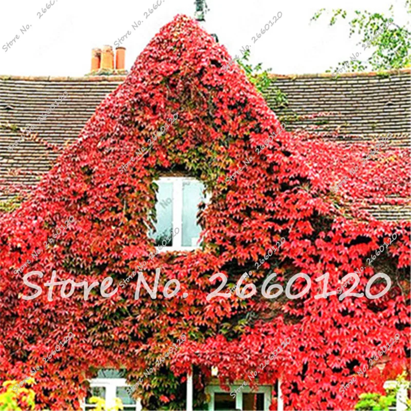 FREE S/&H BOSTON IVY Parthenocissus Tricuspidata 20 SEEDS