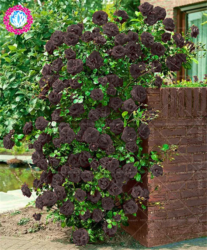 100pcs bonsai Climbing Black Rose Garden flower plants of perennial garden flowers.Rare indoor blue Rose Graines pot plants
100pcs bonsai Climbing Black Rose Garden flower plants of perennial garden flowers.Rare indoor blue Rose Graines pot plants