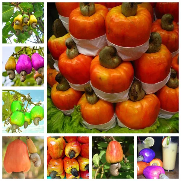 Garden Plant 5 PCS Cashew Tree Seeds, Anacardium Occidentale, Rare Tropical Plant Tree fruit Seeds Free Shipping
Garden Plant 5 PCS Cashew Tree Seeds, Anacardium Occidentale, Rare Tropical Plant Tree fruit Seeds Free Shipping