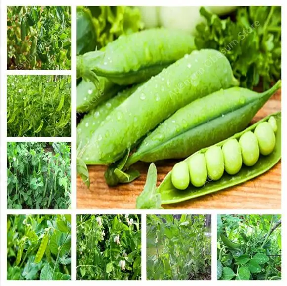 2019 big promotion ! 20PCS Dutch beans vegetable plant peas green healthy vegetables potted home garden planting free shipping
2019 big promotion ! 20PCS Dutch beans vegetable plant peas green healthy vegetables potted home garden planting free shipping