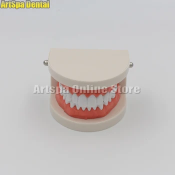 Dental Teeth Model Clear Gum Standard Typodont Model 28 Pcs Teeth For Medical Science Dentist Teaching Study
Dental Teeth Model Clear Gum Standard Typodont Model 28 Pcs Teeth For Medical Science Dentist Teaching Study