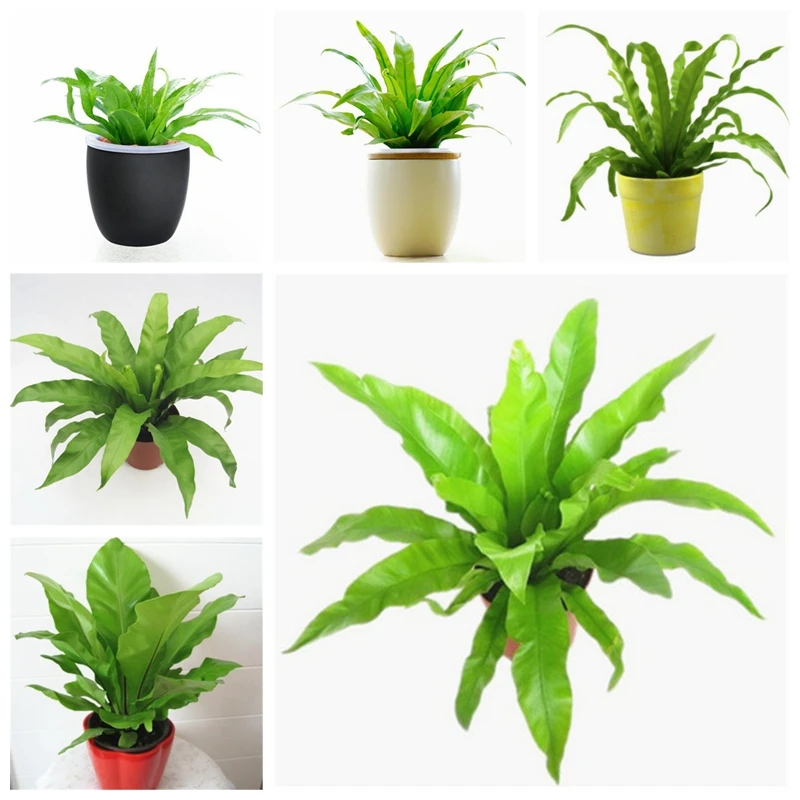 100 pcs/ bag Schefflera Bonsai Flower Plant Outdoor & Indoor Potted Ornamental Succulent Planta for Home Garden Decor
100 pcs/ bag Schefflera Bonsai Flower Plant Outdoor & Indoor Potted Ornamental Succulent Planta for Home Garden Decor