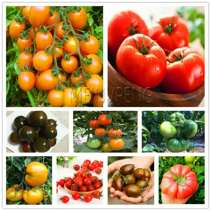 Hot Sale! 300Pcs Giant Tomato plants Organic Heirloom plants Vegetables Perennial Non-GMO Plant Pot For Home Garden Planting
Hot Sale! 300Pcs Giant Tomato plants Organic Heirloom plants Vegetables Perennial Non-GMO Plant Pot For Home Garden Planting