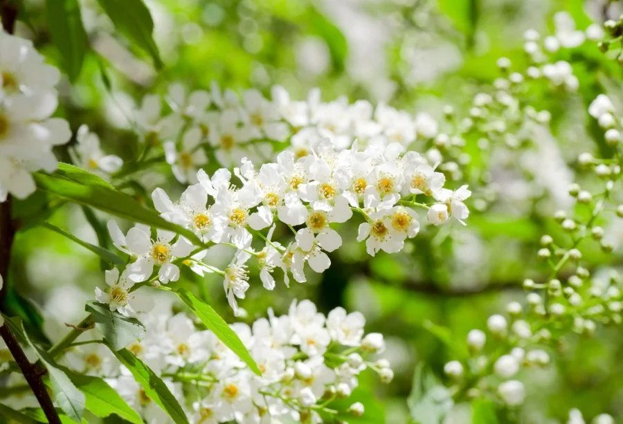 Laeacco Spring Flowers Branches Scenery Photography Backdrops Vinyl Backdrop Custom Camera Backgrounds Props For Photo Studio
Laeacco Spring Flowers Branches Scenery Photography Backdrops Vinyl Backdrop Custom Camera Backgrounds Props For Photo Studio