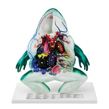 Frog Anatomy Model Frog Biomimetic Organ Frog Bionic Skeleton Models Biology Teaching Model Medical Anatomy Teaching Aids Supply
Frog Anatomy Model Frog Biomimetic Organ Frog Bionic Skeleton Models Biology Teaching Model Medical Anatomy Teaching Aids Supply