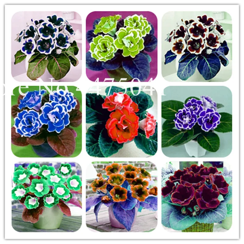 120 Pcs Imported Gloxinia Bonsai, Colorful Perennial Sinningia Gloxinia Dwarf Flower Tree Plants For Home Garden Indoor Balcony
120 Pcs Imported Gloxinia Bonsai, Colorful Perennial Sinningia Gloxinia Dwarf Flower Tree Plants For Home Garden Indoor Balcony