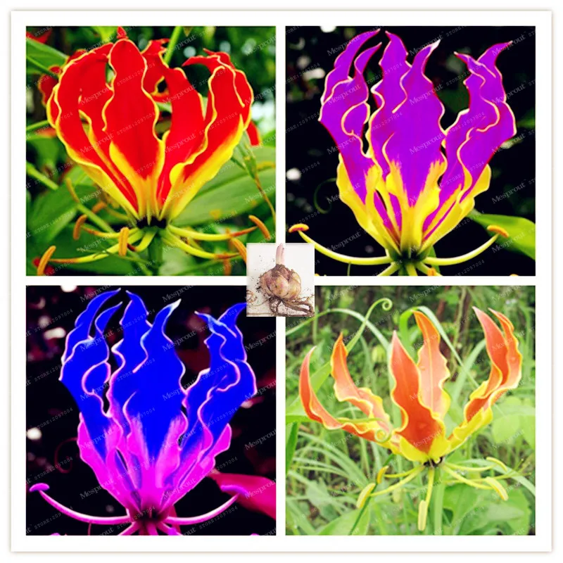 2 Lily Bulbs Garland Flame Lilium Brownii Bulbs Bonsai Courtyard Plant Indoor Plant Radiation Absorption Natural Growth Bonsai
2 Lily Bulbs Garland Flame Lilium Brownii Bulbs Bonsai Courtyard Plant Indoor Plant Radiation Absorption Natural Growth Bonsai
