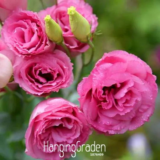 Promotion!Red Eustoma bonsai Perennial Flowering Plants Lisianthus Multicolor for DIY Home Garden,100 flores/Bag,#3YXXIP
Promotion!Red Eustoma bonsai Perennial Flowering Plants Lisianthus Multicolor for DIY Home Garden,100 flores/Bag,#3YXXIP