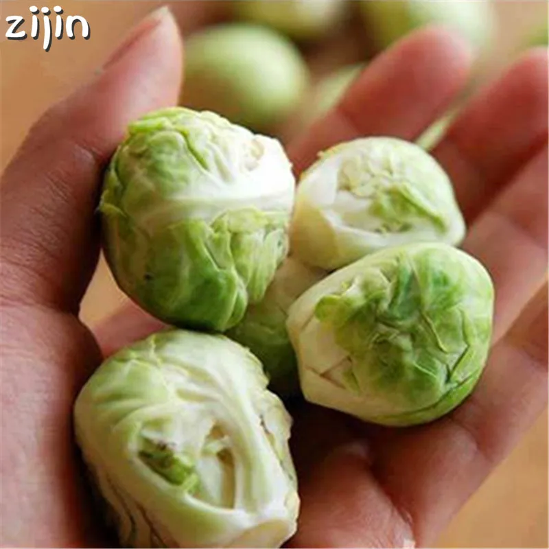 100pcs Mini Cabbage Bonsai Brussel Sprouts Bonsai Long Lsland Heirloom Organic Non-GMO Vegetable Bonsai For Home garden
100pcs Mini Cabbage Bonsai Brussel Sprouts Bonsai Long Lsland Heirloom Organic Non-GMO Vegetable Bonsai For Home garden