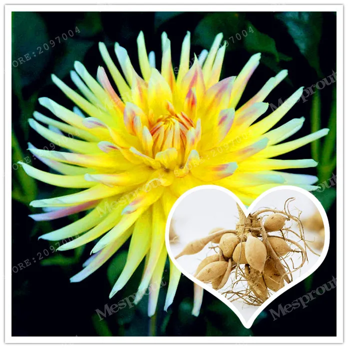 True Yellow Dahlia Bulbs Flower,( Dahlia ),Bonsai Flower Bulbs,Symbolizes Courage And Lucky,Home Garden Plant-2 Bulbs
True Yellow Dahlia Bulbs Flower,( Dahlia ),Bonsai Flower Bulbs,Symbolizes Courage And Lucky,Home Garden Plant-2 Bulbs