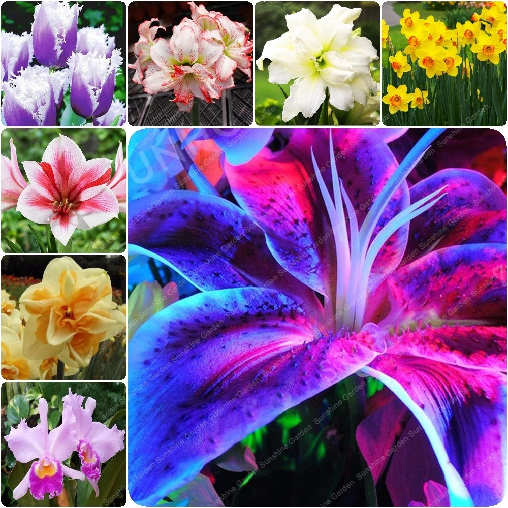 2 lily bulbs Calla Lily tulips amaryllis Dahlia Peony Saffron Potted Balcony Plant flower bulbs Mixed Decoration Room Perennial
2 lily bulbs Calla Lily tulips amaryllis Dahlia Peony Saffron Potted Balcony Plant flower bulbs Mixed Decoration Room Perennial