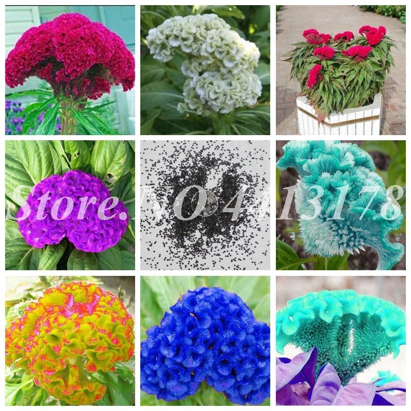400 pcs/ bag Flamingo Cockscomb Flower (Celosia Spicata) Plant Bonsai Blooming Flower Plants for Home Garden Decor Easy to Grow
400 pcs/ bag Flamingo Cockscomb Flower (Celosia Spicata) Plant Bonsai Blooming Flower Plants for Home Garden Decor Easy to Grow