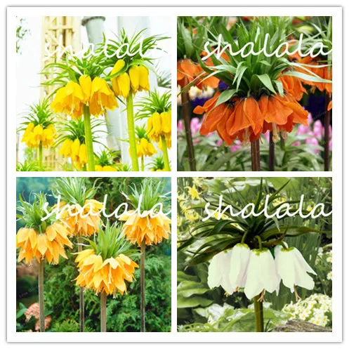 30 PCS Crown Imperial Bonsai Charming Bonsai Home Rare Plant Bonsai Garden Ground Cover Plant Free Shipping
30 PCS Crown Imperial Bonsai Charming Bonsai Home Rare Plant Bonsai Garden Ground Cover Plant Free Shipping