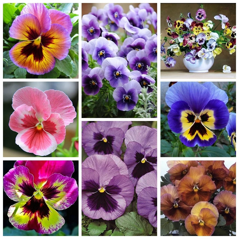 Garden Plant Mixed Pansy Bonsai Plant 100 Pcs/ bag Flowers Colourful Pansy Bright & Beautiful Color Light Up Your Home Garden
Garden Plant Mixed Pansy Bonsai Plant 100 Pcs/ bag Flowers Colourful Pansy Bright & Beautiful Color Light Up Your Home Garden