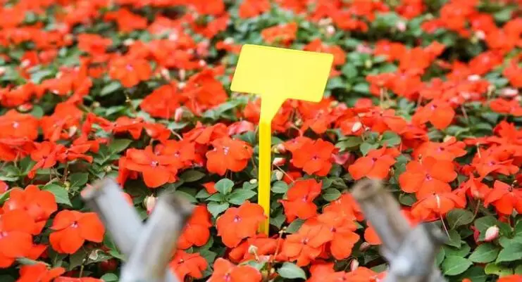 6pc Garden Flower Vegs Full Size Propagator Lids Planter Growing Plant Seed Tray