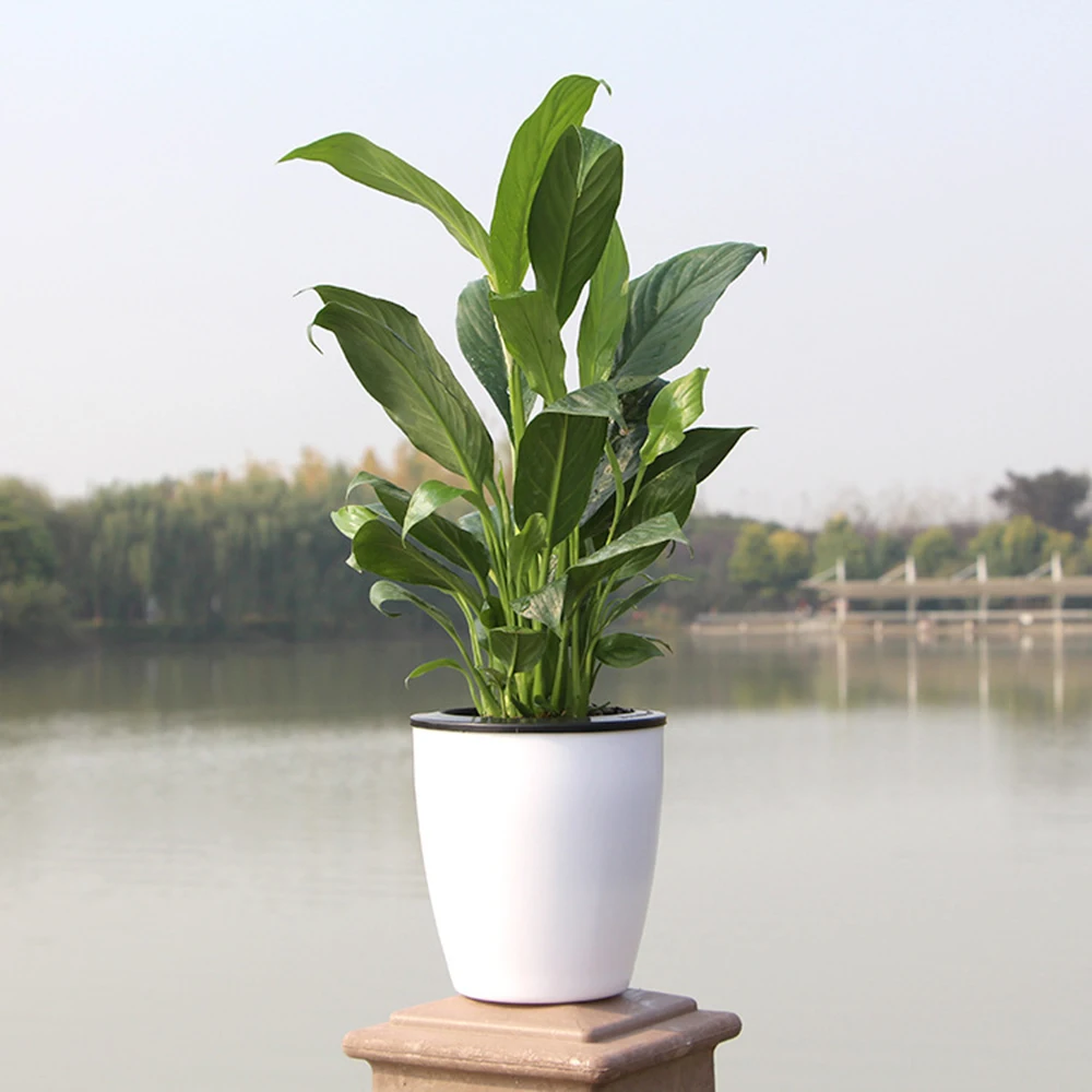 Lazy Flower Pot Automatic Water-Absorbing Resin Flower Pot Hydroponic Potted Personality White Plastic Water Storage Pot
Lazy Flower Pot Automatic Water-Absorbing Resin Flower Pot Hydroponic Potted Personality White Plastic Water Storage Pot