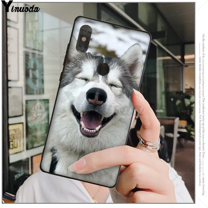 Animal Husky cute Puppy Dog
