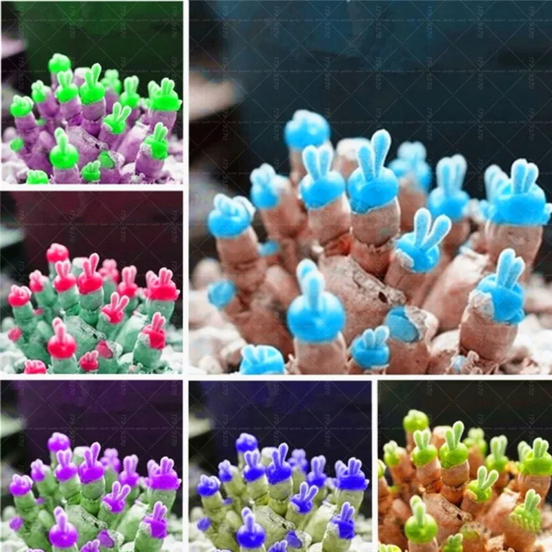 200Pcs Succulents bonsai Rare Lithops Pseudotruncatella bunny ears stone flower bonsai plants home garden succulent plant
200Pcs Succulents bonsai Rare Lithops Pseudotruncatella bunny ears stone flower bonsai plants home garden succulent plant