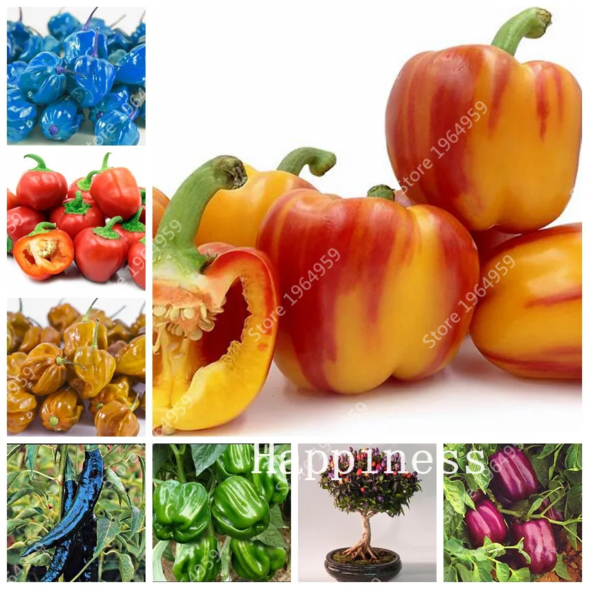 100 Pcs Mixed Peter Pepper Bonsai,Easy Growing Paprika Chili Plants, Red Hot Chili Peppers Organic Vegetable Diy Long Hot Pepper
100 Pcs Mixed Peter Pepper Bonsai,Easy Growing Paprika Chili Plants, Red Hot Chili Peppers Organic Vegetable Diy Long Hot Pepper