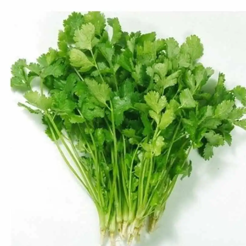 Caraway Bonsai Parsley Healthy Potted Vegetables Bonsai Garden Supplies Vegetable Thai Anti-heat Parsley bonsai Coriander 50pcs
Caraway Bonsai Parsley Healthy Potted Vegetables Bonsai Garden Supplies Vegetable Thai Anti-heat Parsley bonsai Coriander 50pcs