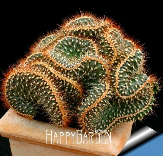 Big Promotion!Succulents bonsai Echinopsis tubiflora, cactus garden, rare flower cactus,about 100 particles/Lot,#EJ6TNR
Big Promotion!Succulents bonsai Echinopsis tubiflora, cactus garden, rare flower cactus,about 100 particles/Lot,#EJ6TNR
