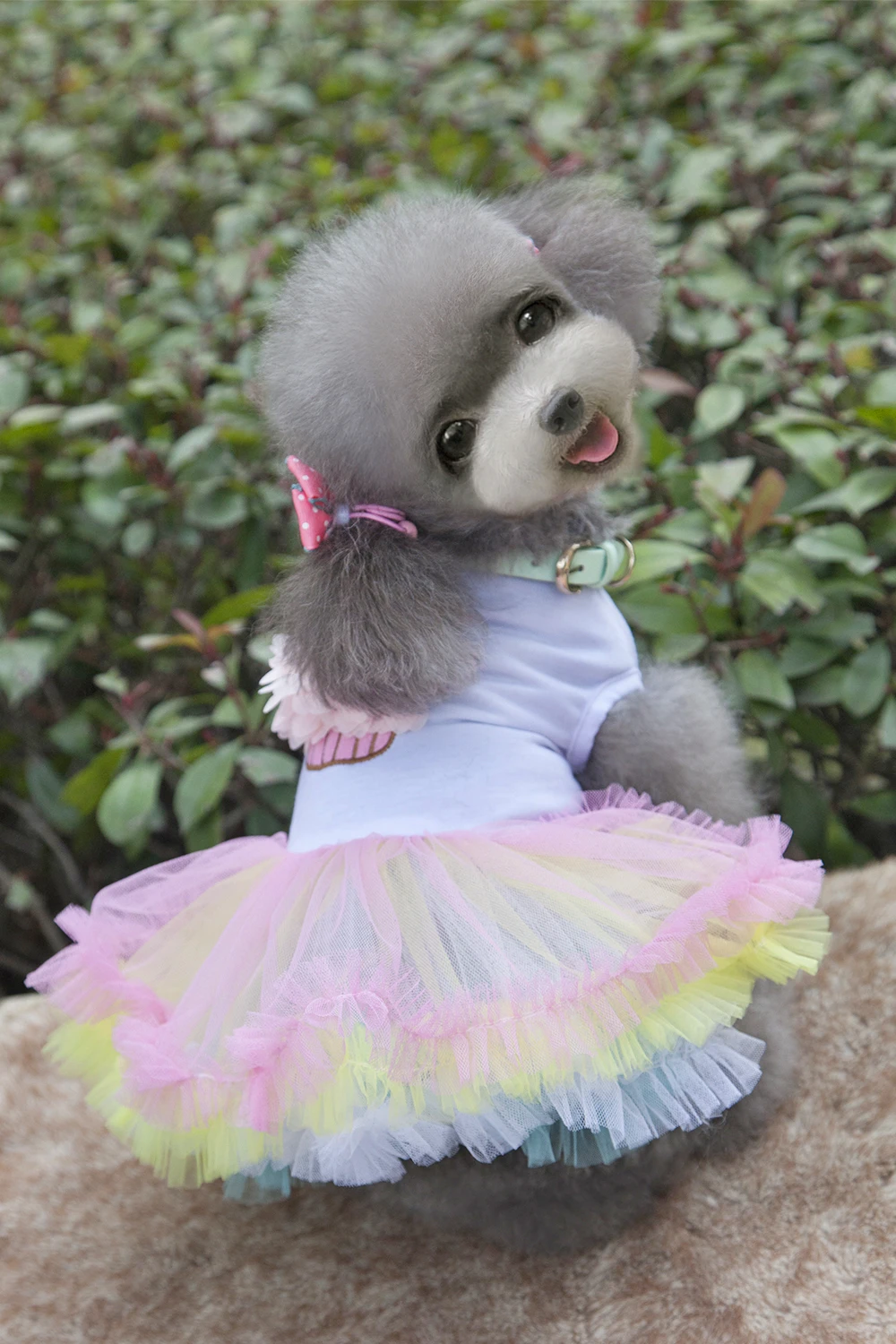 New Cute Colorful Cotton Yarn Pet Dogs skirt Dress Free Shipping By China Post Small Puppy Dogs Spring Summer Clothing
New Cute Colorful Cotton Yarn Pet Dogs skirt Dress Free Shipping By China Post Small Puppy Dogs Spring Summer Clothing