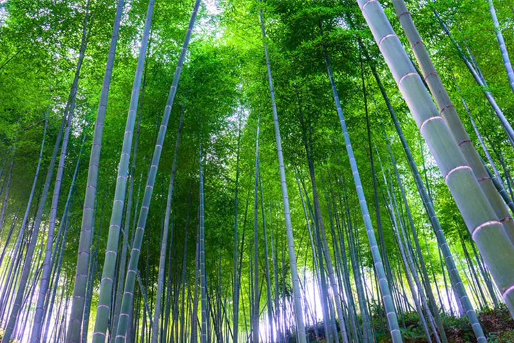 2018 New Crop 100g(about 1600pcs) MOSO BAMBOO HUGE MAO GIANT BAMBOO-- Phyllostachys pubescens / edulis
2018 New Crop 100g(about 1600pcs) MOSO BAMBOO HUGE MAO GIANT BAMBOO-- Phyllostachys pubescens / edulis