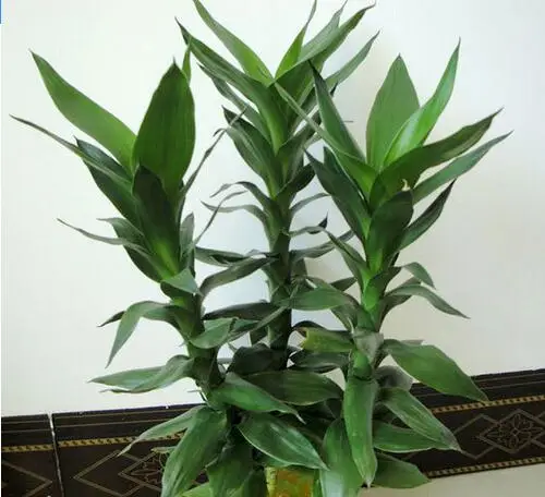 20 pcs / bag,Lucky Bamboo , potted balcony, planting is simple, budding rate of 95%, radiation absorption, mixed colors
20 pcs / bag,Lucky Bamboo , potted balcony, planting is simple, budding rate of 95%, radiation absorption, mixed colors