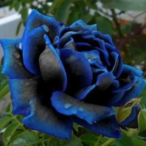 Exotic flowers Black Rose , 50pcs decorative garden, beautify the courtyard, peculiar plant decoration 
Exotic flowers Black Rose , 50pcs decorative garden, beautify the courtyard, peculiar plant decoration